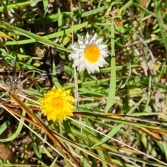 Leucochrysum albicans subsp. tricolor (Hoary Sunray) at O'Malley, ACT - 21 Feb 2021 by Mike