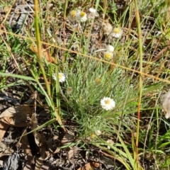 Leucochrysum albicans subsp. tricolor at O'Malley, ACT - 21 Feb 2021