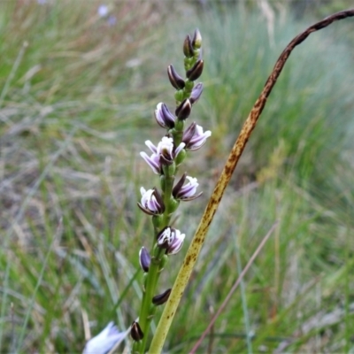 Paraprasophyllum venustum (Charming leek orchid) at Cotter River, ACT - 20 Feb 2021 by JohnBundock