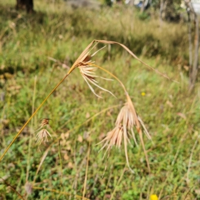 Themeda triandra (Kangaroo Grass) at O'Malley, ACT - 20 Feb 2021 by Mike