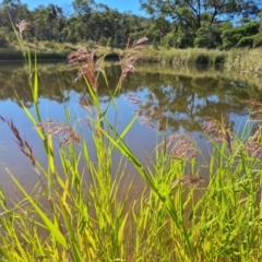 Phragmites australis at O'Malley, ACT - 21 Feb 2021 10:11 AM