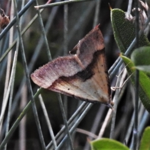 Anachloris subochraria at Cotter River, ACT - 20 Feb 2021 11:05 AM