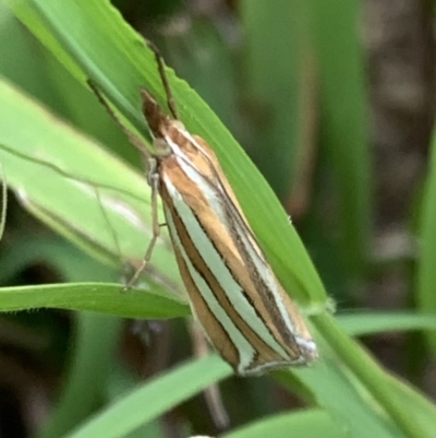 Hednota bivittella (Webworm) at Murrumbateman, NSW - 21 Feb 2021 by SimoneC