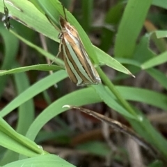 Hednota bivittella at Murrumbateman, NSW - 21 Feb 2021