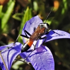 Podalonia tydei (Caterpillar-hunter wasp) at Cotter River, ACT - 20 Feb 2021 by JohnBundock