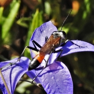 Podalonia tydei at Cotter River, ACT - 20 Feb 2021 10:52 AM