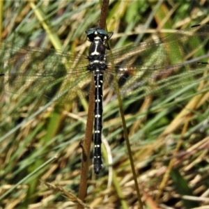 Eusynthemis guttata at Cotter River, ACT - 20 Feb 2021 11:16 AM