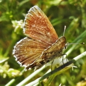 Neolucia hobartensis at Cotter River, ACT - 20 Feb 2021