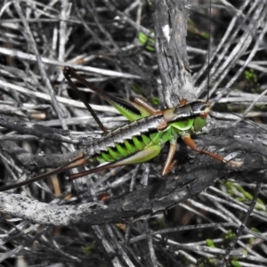 Chlorodectes montanus at Cotter River, ACT - 20 Feb 2021 12:02 PM