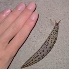 Limax maximus (Leopard Slug, Great Grey Slug) at Fadden, ACT - 20 Feb 2021 by ArcherCallaway