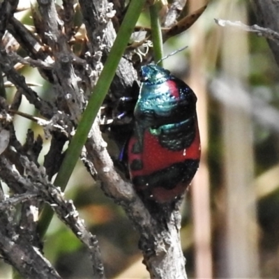 Choerocoris paganus (Ground shield bug) at Cotter River, ACT - 20 Feb 2021 by JohnBundock