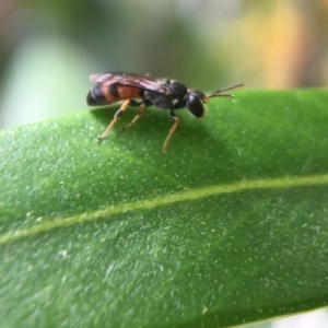 Hylaeus (Prosopisteron) littleri at Yarralumla, ACT - 2 Jan 2021