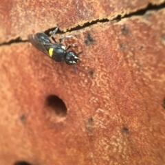 Hylaeus (Hylaeorhiza) nubilosus (A yellow-spotted masked bee) at Yarralumla, ACT - 12 Feb 2021 by PeterA