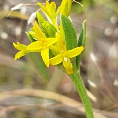 Pimelea curviflora (Curved Rice-flower) at Cook, ACT - 30 Nov 2020 by drakes