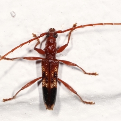 Coptocercus aberrans (Aberrans longhorn beetle) at Melba, ACT - 19 Feb 2021 by kasiaaus