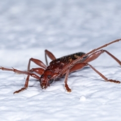 Coptocercus aberrans at Melba, ACT - 19 Feb 2021