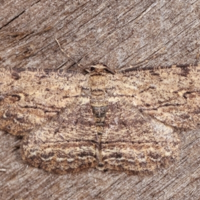 Ectropis excursaria (Common Bark Moth) at Melba, ACT - 19 Feb 2021 by kasiaaus