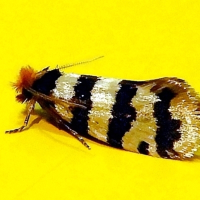 Iphierga melichrysa (A Case moth) at Crooked Corner, NSW - 20 Dec 2018 by Milly