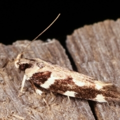 Macrobathra (genus) (A cosmet moth) at Melba, ACT - 19 Feb 2021 by kasiaaus