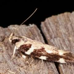 Macrobathra (genus) (A Cosmet moth (Cosmopteriginae) at Melba, ACT - 19 Feb 2021 by kasiaaus