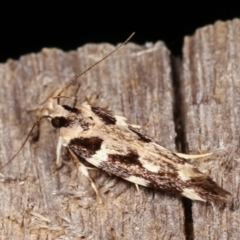 Macrobathra (genus) at Melba, ACT - 19 Feb 2021 09:44 PM