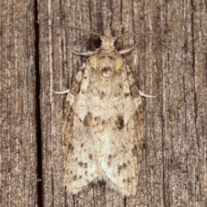 Tortricinae (subfamily) at Melba, ACT - 19 Feb 2021