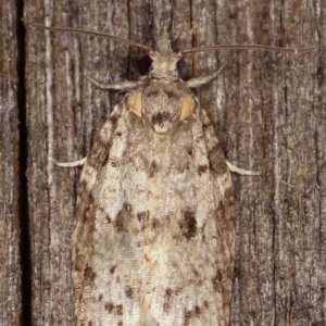 Tortricinae (subfamily) at Melba, ACT - 19 Feb 2021