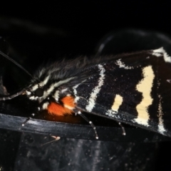 Phalaenoides glycinae at Melba, ACT - 19 Feb 2021