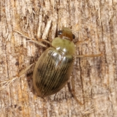 Berosus sp. (genus) (Berosus sp. (genus)) at Melba, ACT - 19 Feb 2021 by kasiaaus