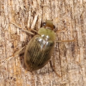 Berosus sp. (genus) at Melba, ACT - 19 Feb 2021