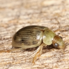 Berosus sp. (genus) at Melba, ACT - 19 Feb 2021 09:48 PM