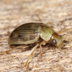 Berosus sp. (genus) at Melba, ACT - 19 Feb 2021