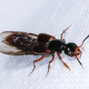 Hesperus haemorrhoidalis at Melba, ACT - 19 Feb 2021