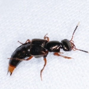 Hesperus haemorrhoidalis at Melba, ACT - 19 Feb 2021