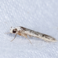 Oecophoridae provisional species 2 at Melba, ACT - 19 Feb 2021