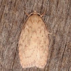 Garrha repandula (a Concealer Moth) at Melba, ACT - 19 Feb 2021 by kasiaaus