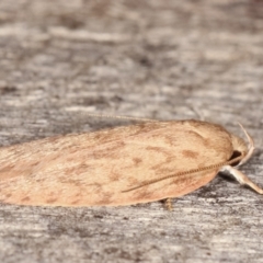 Garrha repandula at Melba, ACT - 19 Feb 2021 09:56 PM