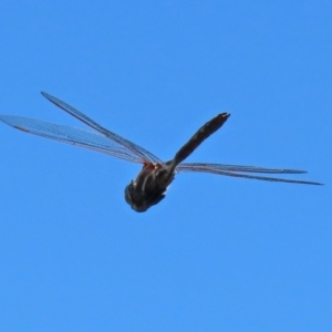 Adversaeschna brevistyla at Fyshwick, ACT - 21 Feb 2021 12:40 PM