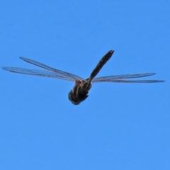 Adversaeschna brevistyla at Fyshwick, ACT - 21 Feb 2021 12:40 PM