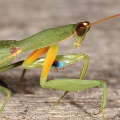 Orthodera ministralis (Green Mantid) at Melba, ACT - 19 Feb 2021 by kasiaaus