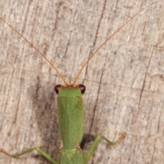 Orthodera ministralis at Melba, ACT - 19 Feb 2021 10:01 PM