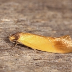 Phauloplana illuta (A concealer moth) at Melba, ACT - 19 Feb 2021 by kasiaaus