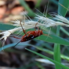 Lissopimpla excelsa at Fyshwick, ACT - 21 Feb 2021 12:14 PM