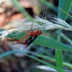 Lissopimpla excelsa at Fyshwick, ACT - 21 Feb 2021