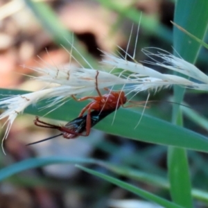 Lissopimpla excelsa at Fyshwick, ACT - 21 Feb 2021 12:14 PM