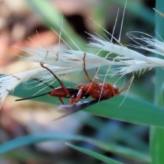 Lissopimpla excelsa at Fyshwick, ACT - 21 Feb 2021 12:14 PM