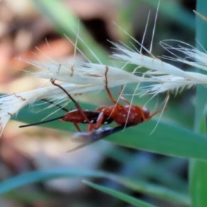 Lissopimpla excelsa at Fyshwick, ACT - 21 Feb 2021 12:14 PM