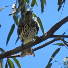 Oriolus sagittatus at Fyshwick, ACT - 21 Feb 2021 12:33 PM