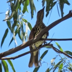 Oriolus sagittatus at Fyshwick, ACT - 21 Feb 2021 12:33 PM