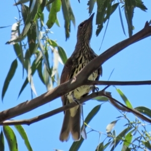 Oriolus sagittatus at Fyshwick, ACT - 21 Feb 2021 12:33 PM